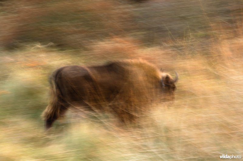 Wisent