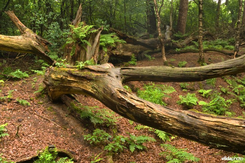 Dode bomen van flink formaat zorgen voor nieuw leven in een bos