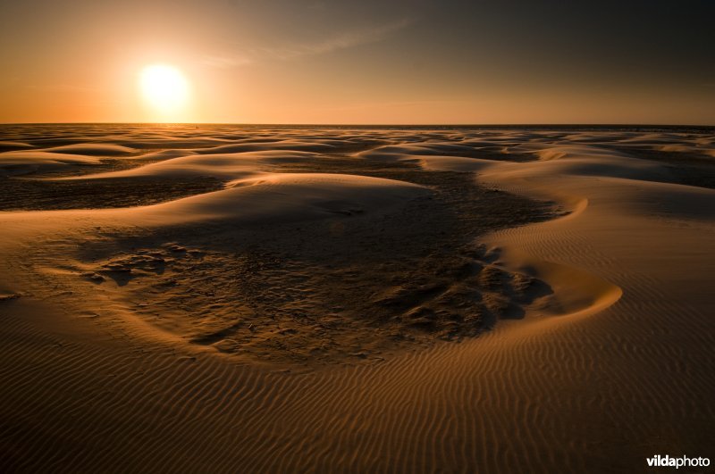 Dynamiek en duinvorming op de strandvlakte van Schiermonnikoog
