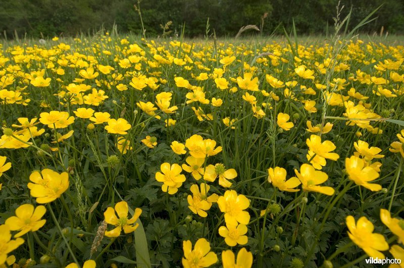 Boterbloemveld