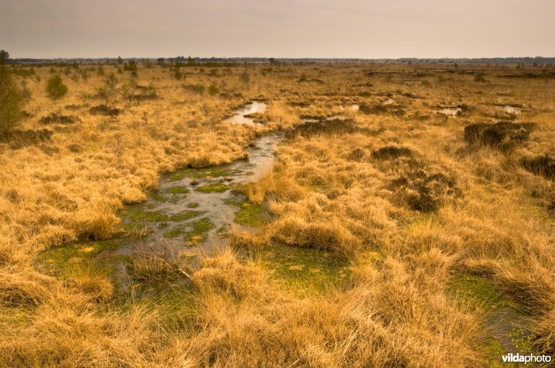 Hoogveen landschap