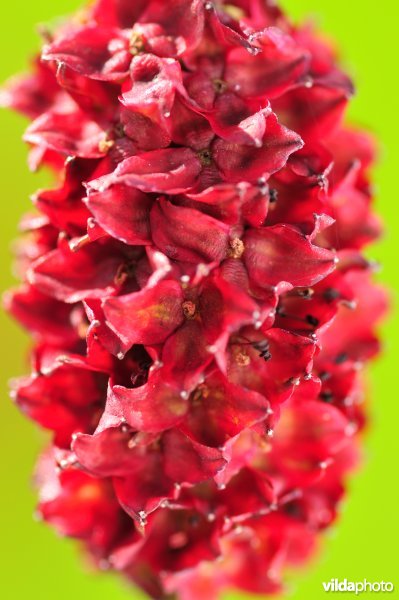 Grote pimpernel