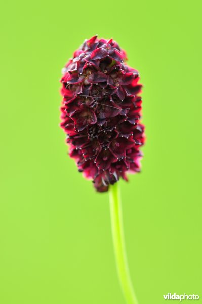 Grote pimpernel