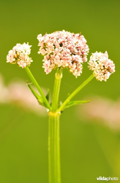 Kleine valeriaan