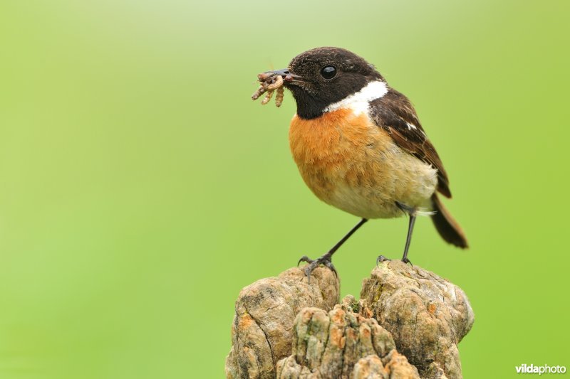 Mannetje Roodborsttapuit