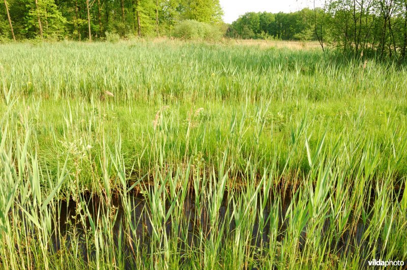 Natuurreservaat Langdonken