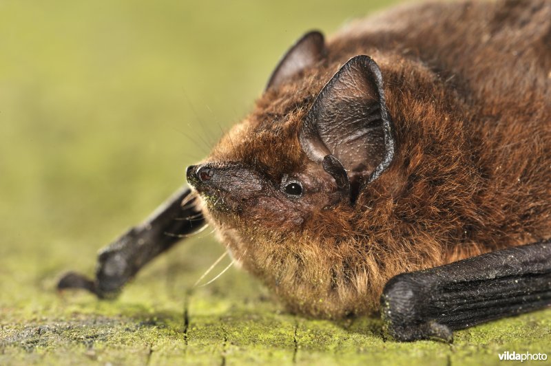 Dwergvleermuis