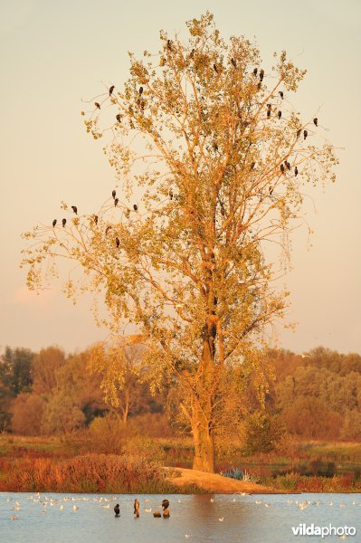 Aalscholverslaapplaats in de Bourgoyen