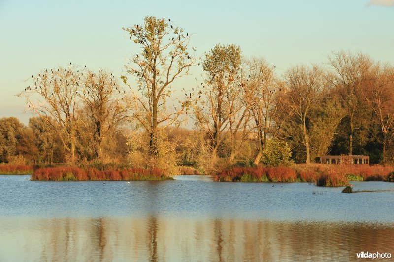 Aalscholverslaapplaats in de Bourgoyen