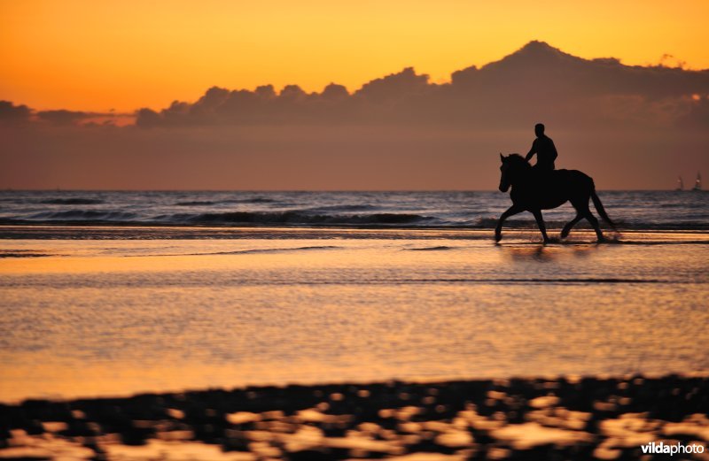 Ruiter op het strand van Koksijde