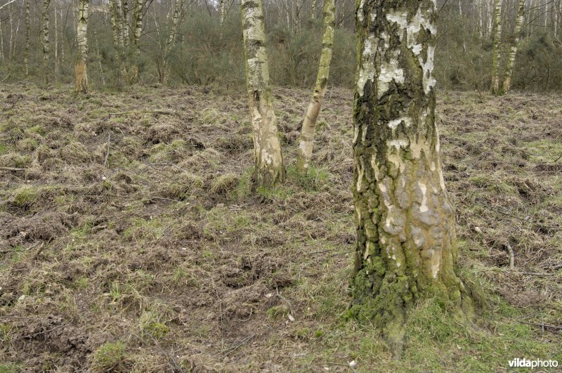 Veegsporen en woelsporen van Wild zwijn