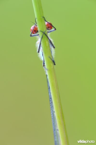 Grote roodoogjuffer verstopt zich