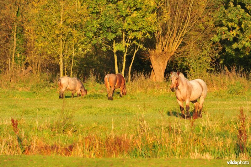 Natuurreservaat de Bourgoyen