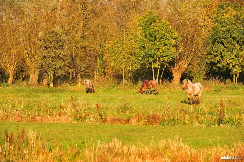 Natuurreservaat de Bourgoyen