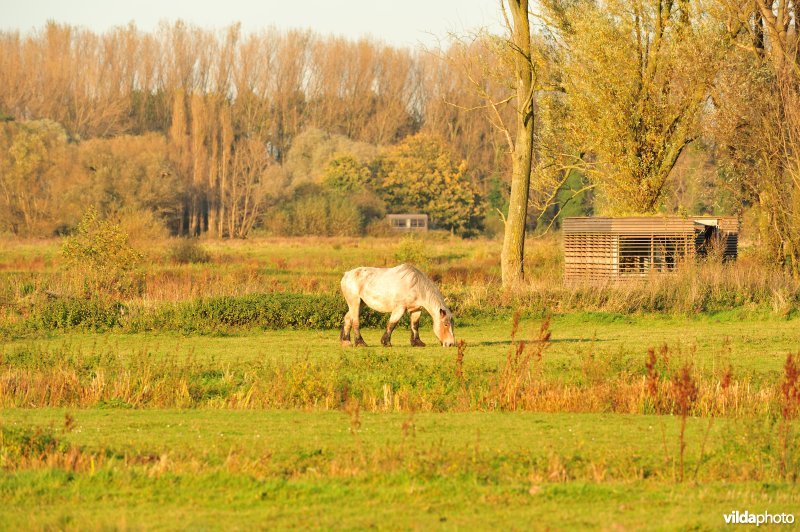 Natuurreservaat de Bourgoyen