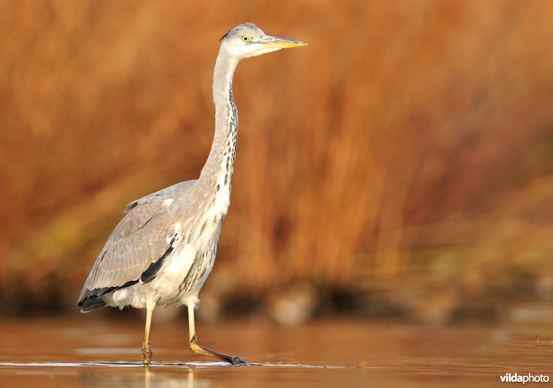 Blauwe reiger