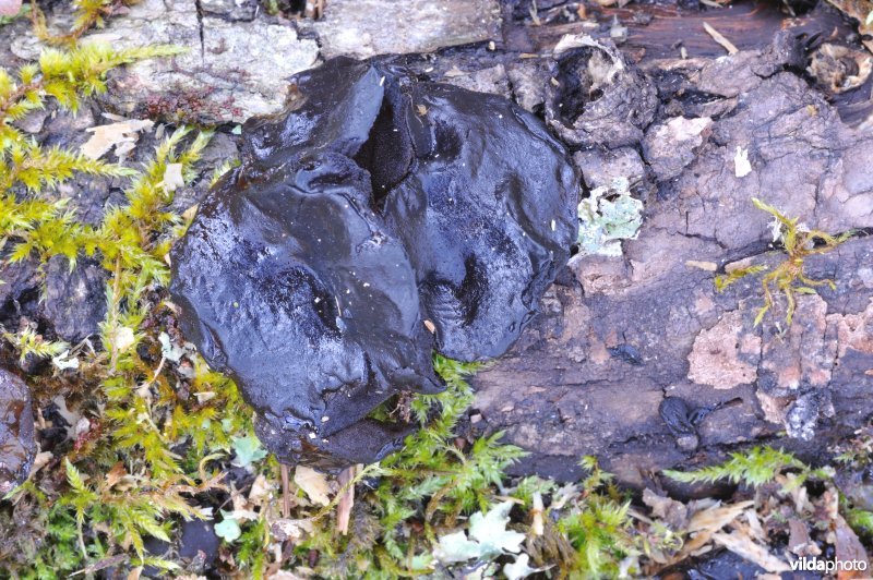 Zwarte knoopzwam op eik