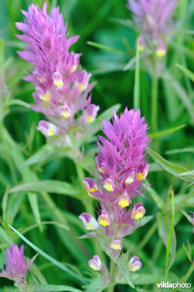 Wilde weit