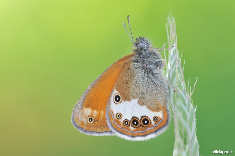 Tweekleurig hooibeestje