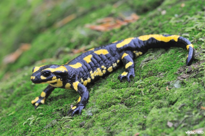 Vuursalamander