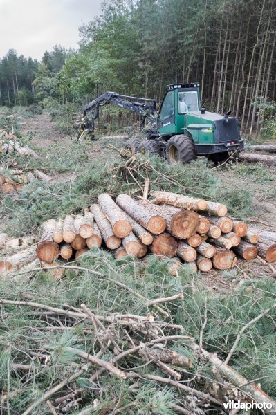 Harvester aan het werk