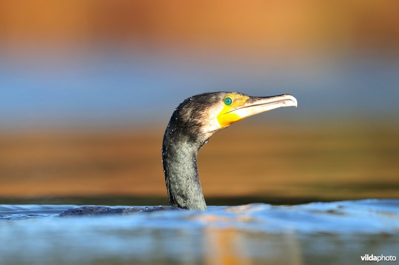 Zwemmende Aalscholver