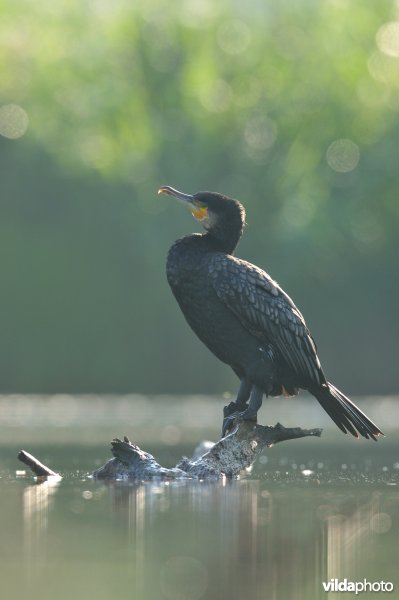 Aalscholver op tak