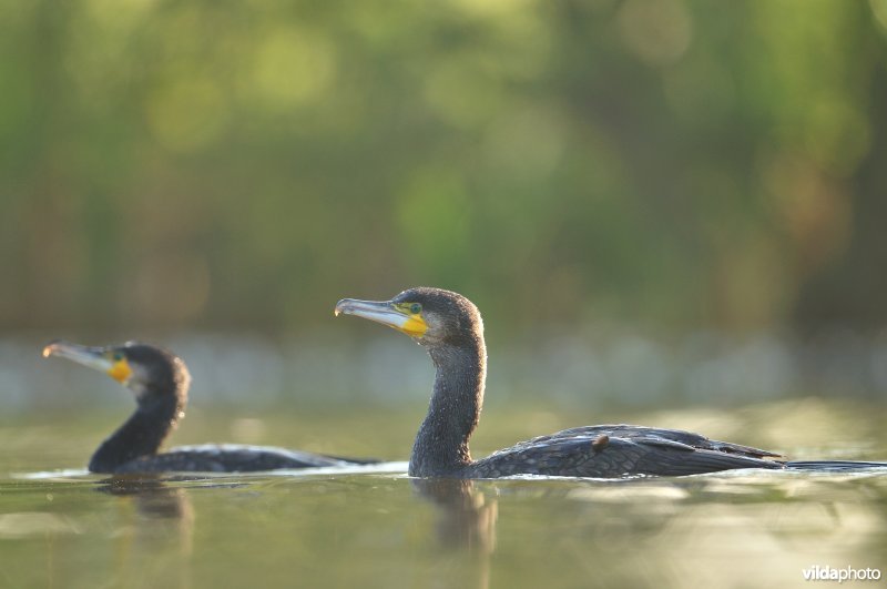 Twee Aalscholvers