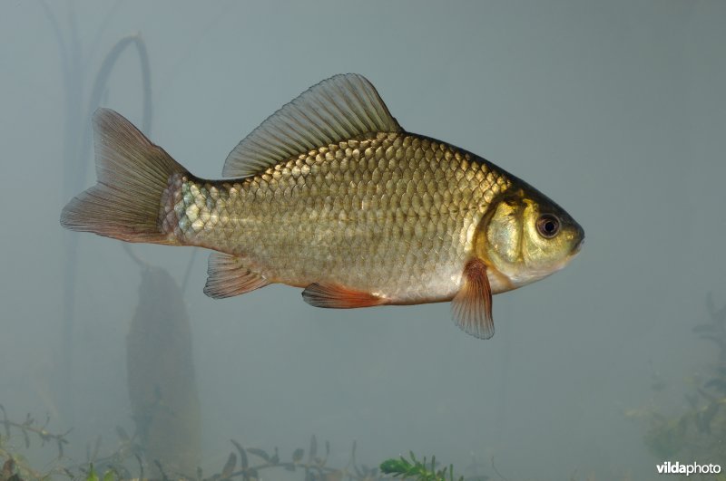 Kroeskarper