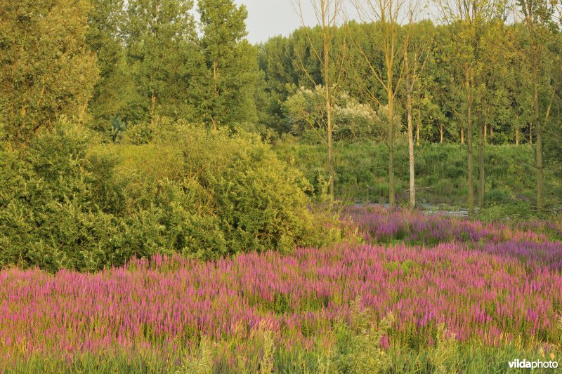 Lippenbroek