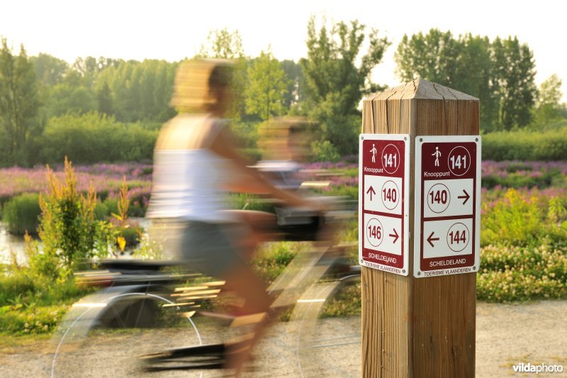 Fietser in het Lippenbroek