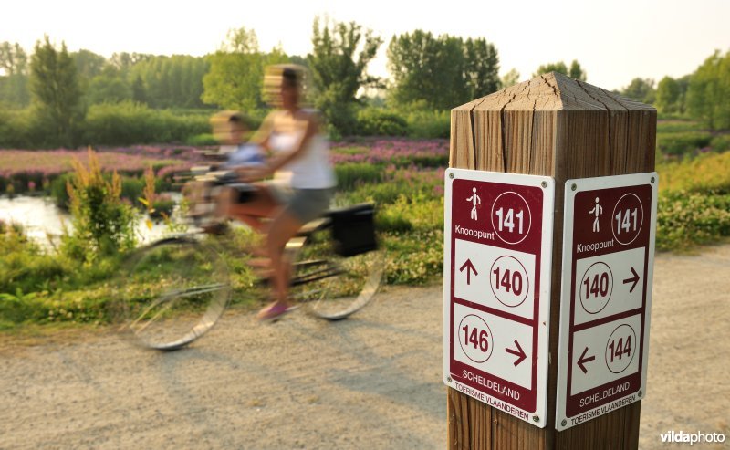 Fietser in het Lippenbroek