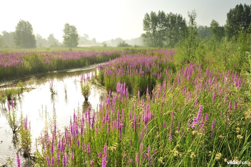Grote kattenstaart in het Lippenbroek