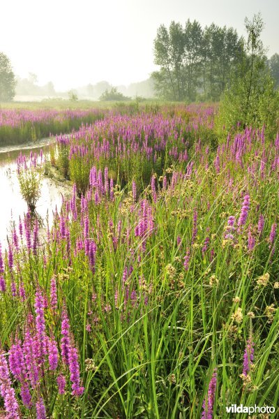 Grote kattenstaart in het Lippenbroek