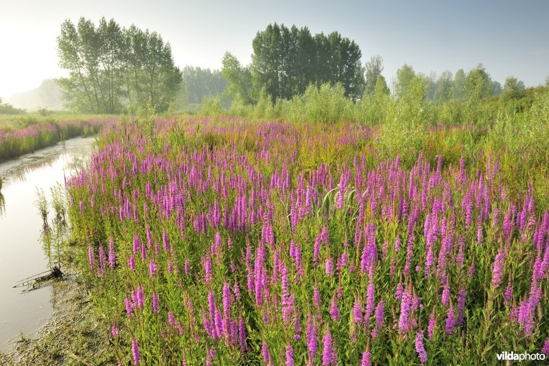 Grote kattenstaart in het Lippenbroek