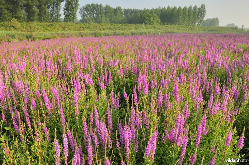 Grote kattenstaart in het Lippenbroek