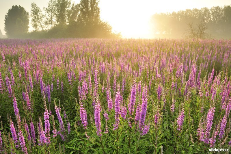Grote kattenstaart in het Lippenbroek