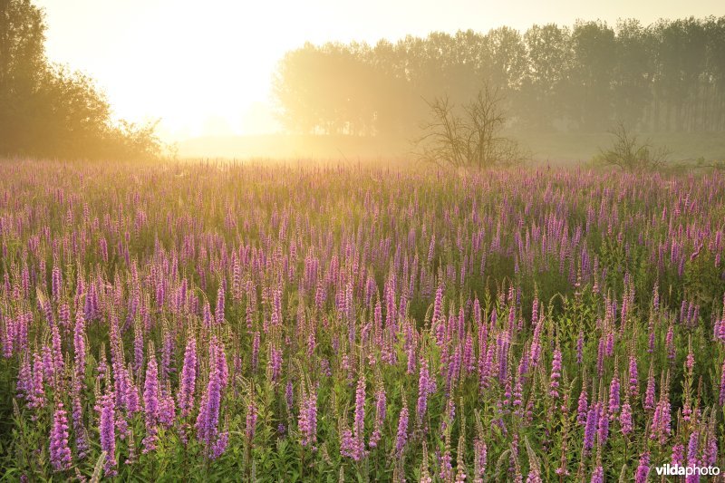Grote kattenstaart in het Lippenbroek