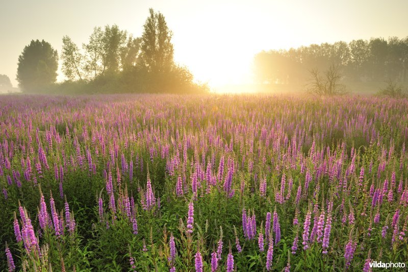 Grote kattenstaart in het Lippenbroek