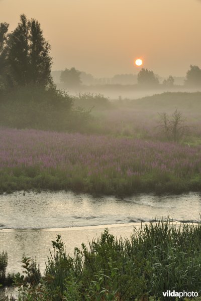 Lippenbroek
