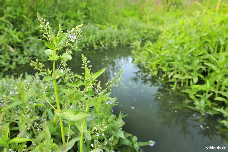 Lippenbroek