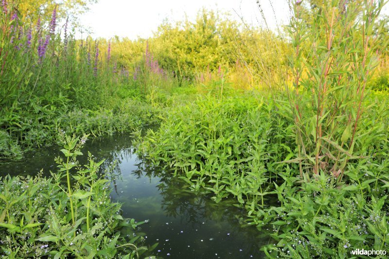 Lippenbroek