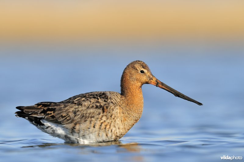 Grutto