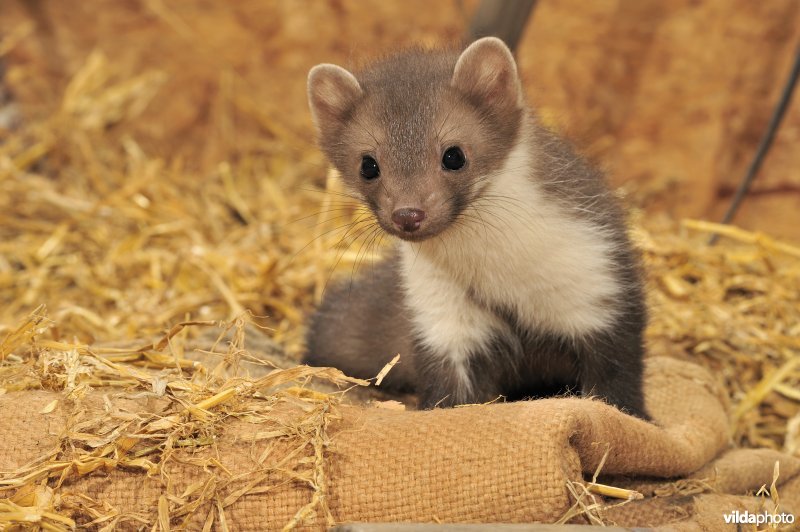 Steenmarter in een schuur