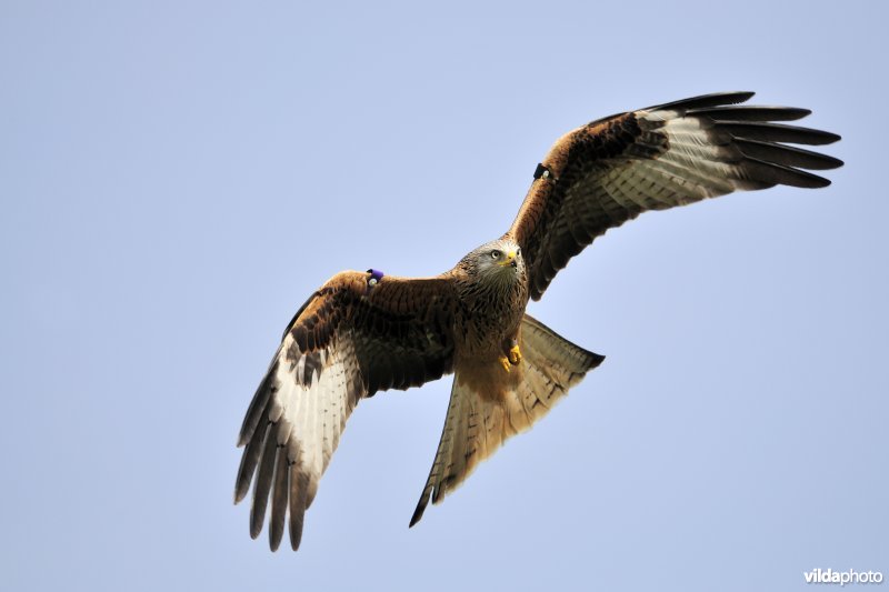 Rode Wouw in vlucht