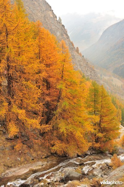 Lorken in de herfst in de Alpen