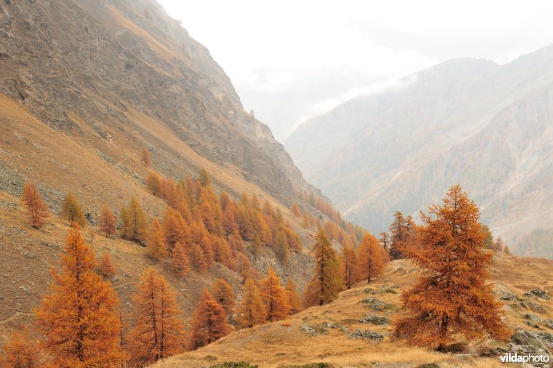Lorken in de herfst in de Alpen
