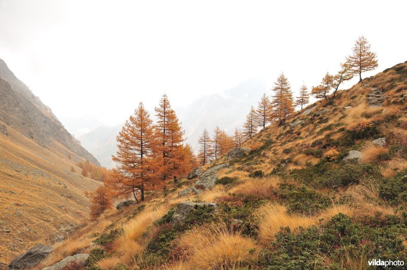 Lorken in de herfst in de Alpen