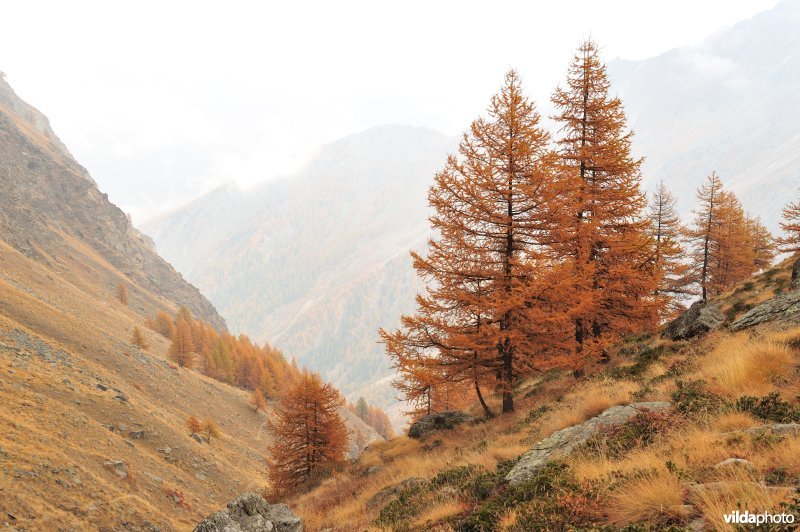 Lorken in de herfst in de Alpen