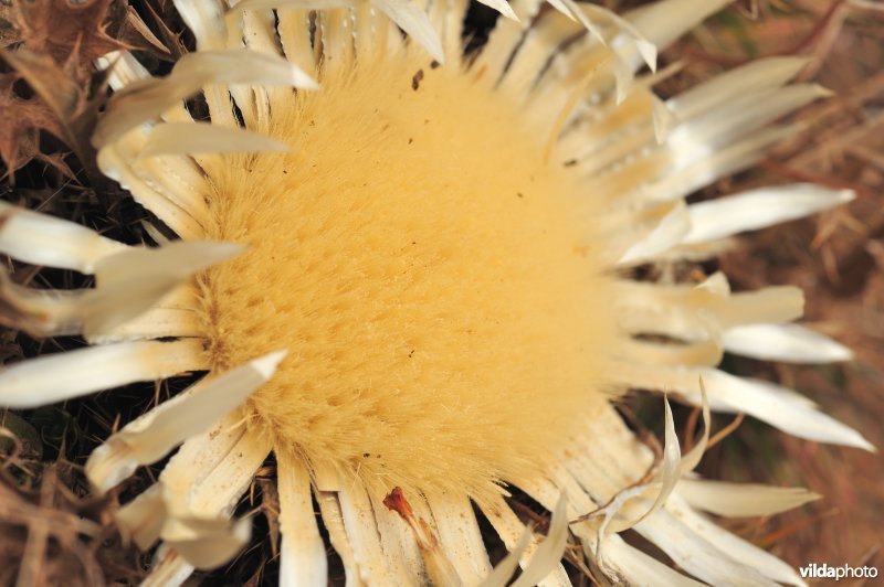 Nationaal park Gran Paradiso